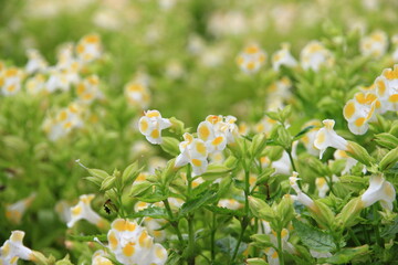 Small, bright yellow flowers in the park, naturally beautiful.