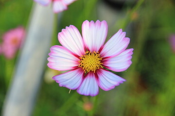 Pink cosmos flowers, vibrant and beautiful in the park, a natural beauty.