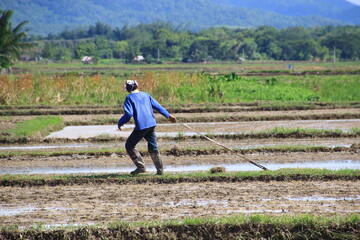 Rural landscape showing farmers using a small walking tractor and manual labor to prepare the muddy soil for rice cultivation near a village.
