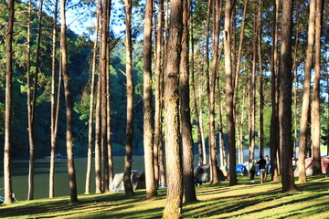A bright camping tent pitched under tall pine trees in a forest during a sunny day, perfect for outdoor adventure and travel themes.