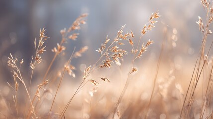 Obraz premium Sunlit Field of Golden Grass: A Serene and Natural Beauty Close-Up Background