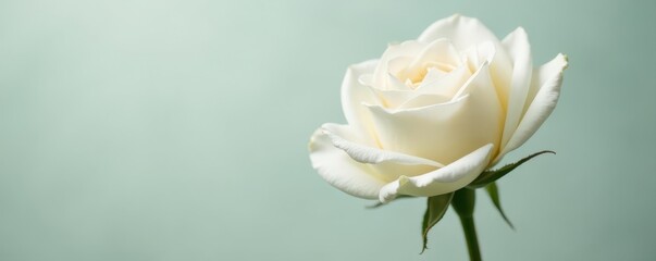 Fototapeta premium Single perfect white English rose suspended in mid-air , soft, light