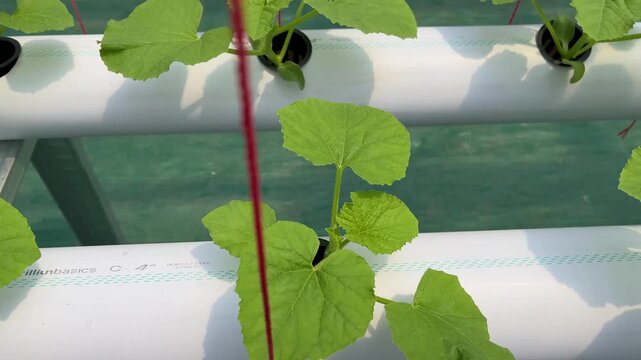 melon garden using hydroponic methode in greenhouse