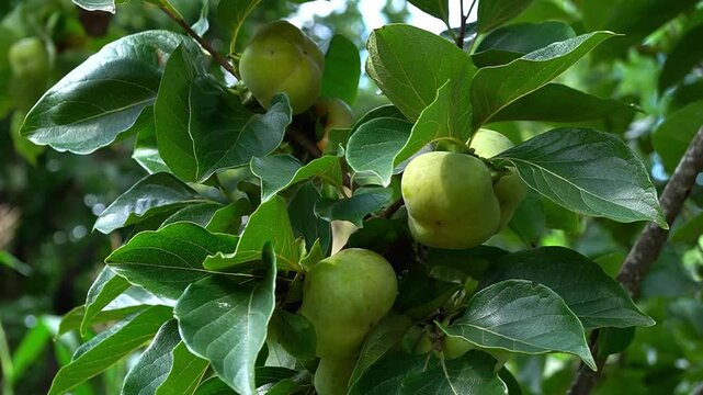 Japanese Flowering quince fruit or Cheanomeles brush in the garden