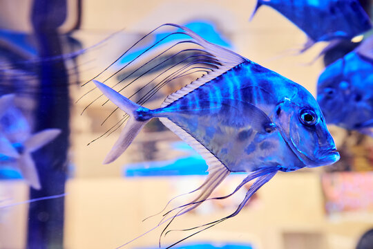 Selene vomer or lookdown fish in aquarium.