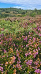 Fototapeta premium Bruyères en fleurs sur le mont Caroux à la fin de l'été (parc naturel régional du Haut-Languedoc)