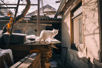 homeless cat in the yard