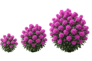 Set of pink flowering bushes in different sizes for landscape and architectural visualization isolated on transparent background