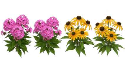Vibrant pink phlox and bright yellow rudbeckia flowers blooming beautifully isolated on transparent background
