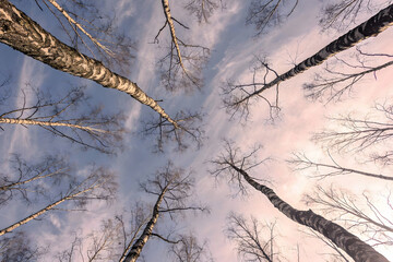 snow covered branches