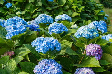 Natural Landscape view of purple Hydrangea flower (Hydrangea macrophylla) in a garden.