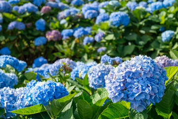 Natural Landscape view of purple Hydrangea flower (Hydrangea macrophylla) in a garden.