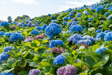 Natural Landscape view of purple Hydrangea flower (Hydrangea macrophylla) in a garden.