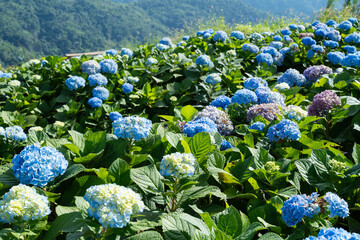Natural Landscape view of purple Hydrangea flower (Hydrangea macrophylla) in a garden.