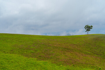 A tree on hill with mist, Nature scene.