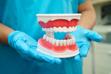 Dental teeth model on white background for learn about dentistry.