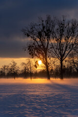 winter sunset with ground fog in golden backlight with dark clouds and trees with mistletoes  in a natural preserve called Lauteracher Ried in Vorarlberg Austria