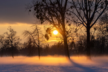 winter sunset with ground fog in golden backlight with dark clouds and trees with mistletoes  in a natural preserve called Lauteracher Ried in Vorarlberg Austria