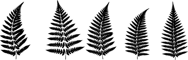 Obraz premium black silhouette of fern leaves set in natural pattern collection on white background