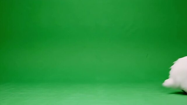 Realistic cute white baby rabbit jumping isolated on green chroma key background