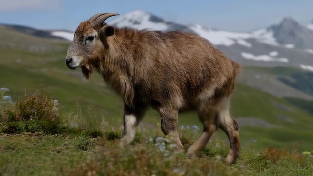 Mythical dahu creature standing on grassy alpine mountain slope