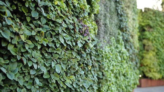Lush green vertical garden wall creating an eco-friendly facade