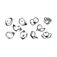 Illustration of various flower petals and a rose on white background.