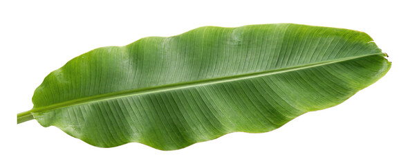 Banana Leaf PNG. Large fresh green banana leaf tropical botanical foliage isolated on transparent background