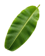 Fototapeta premium Fresh green banana leaf tropical foliage botanical texture isolated on transparent background. Banana Leaf PNG.