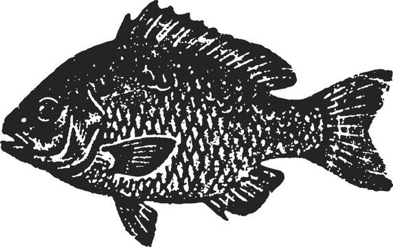 Black sunfish illustration with detailed scales and fins on white background