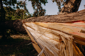 Fallen tree, broken tree