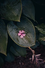 Fallen flower on the leaf, fallen flower