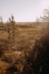 Tall grass in the field