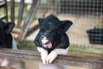 piglet in a farm © Adrian