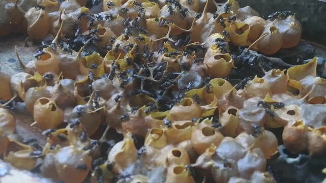 Footage from inside a stingless bee hive of the Heterotrigona Itama species filled with honey sacs ready for harvest. Science video. For biologist research 
