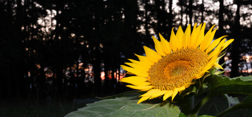 Sun just starting to rise between the trees with a sunflower in the foreground