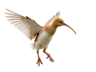Obraz premium A bird with distinctive coloring and a lengthy beak, photographed in its natural habitat