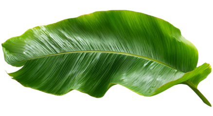 Close-up of a vibrant green tropical leaf with a prominent midrib on a black background