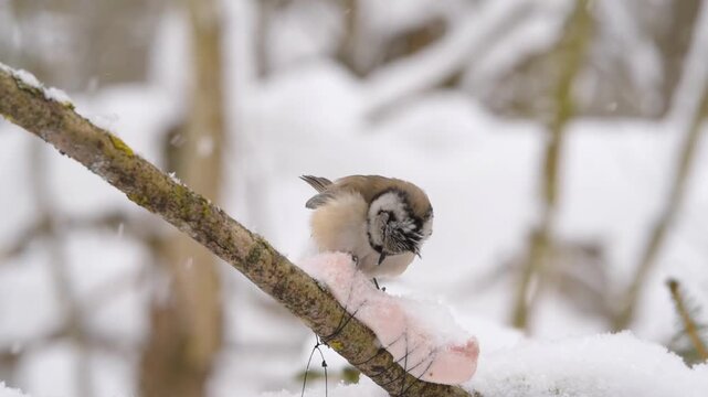 A Crested Tit perches on a branch. The little bird eats lard attached to the branch, surrounded by a snowy winter landscape during daylight hours