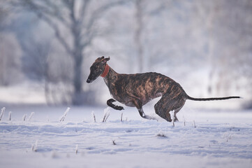 gestromter spanischer Windhund rennt durch Schnee