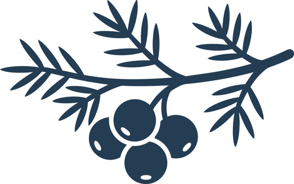 Evergreen juniper branch with berries. Natural botanic plant element icon in solid dark blue color for design, card, background, illustration