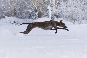 gestromter spanischer Windhund rennt durch Schnee
