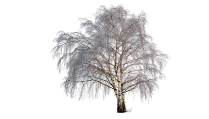 A wintry tree with frosted branches, silhouetted against a stark black background