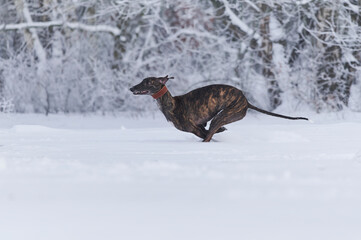 gestromter spanischer Windhund rennt durch Schnee