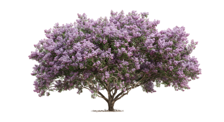 Digitally rendered tree with abundant lavender flowers, isolated against a black background