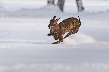 gestromter spanischer Windhund rennt durch Schnee