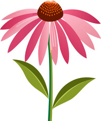 Prairie Coneflower