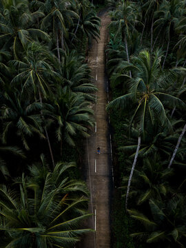 Aerial view of a lone figure traverses the asphalt road cutting through a dense, verdant canopy of palm trees, Mambajao, Camiguin, Philippines.