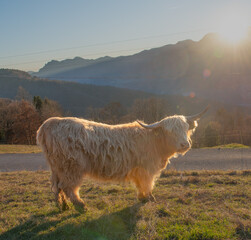 Highlander cow grazing at sunset