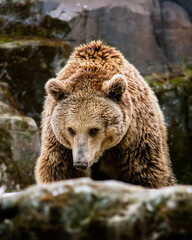 Obraz premium Front View of a Large Brown Bear (Ursus arctos) Walking Over Rocks